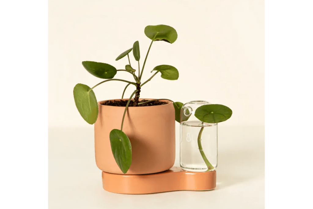 Uncommon Goods Self-Watering Planter & Propagation Station