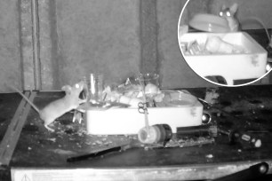 Every night, a mouse emerges in Rodney Holbrook's shed in Powys, Wales to -- wait for it -- tidy the place up, as seen in a bizarre video blowing up online.