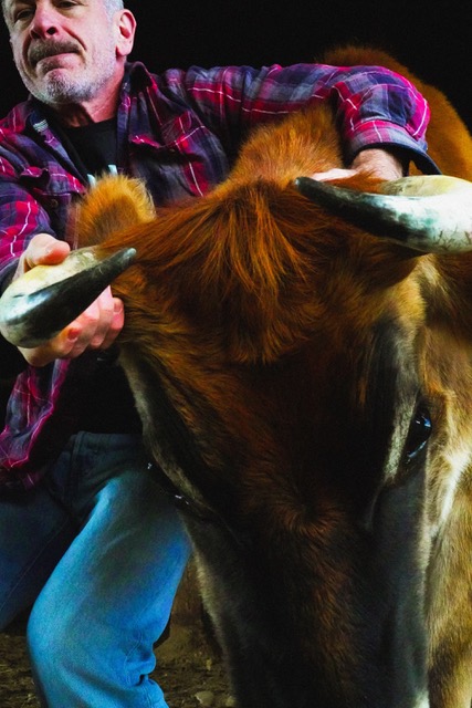 Dr. Doug Willen with a bull.