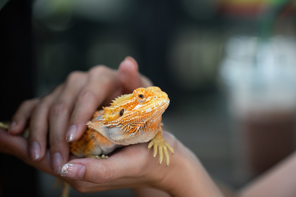 Bearded dragons are easy to carry, making them very popular. But there's a risk of illness that comes with handling them.