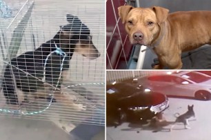 Two dogs caused more than $350k in damages at a Houston-area car dealership before being caught.