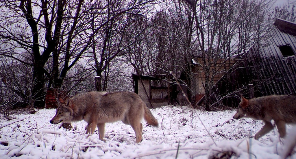 Wolves wonder freely inside the exclusion zone around the Chernobyl nuclear reactor.