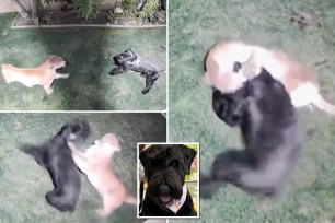 A giant black schnauzer named Holly Jolly came face to face with a mountain lion this weekend in a vicious caught-on-camera brawl — and lived to tell the tale.
