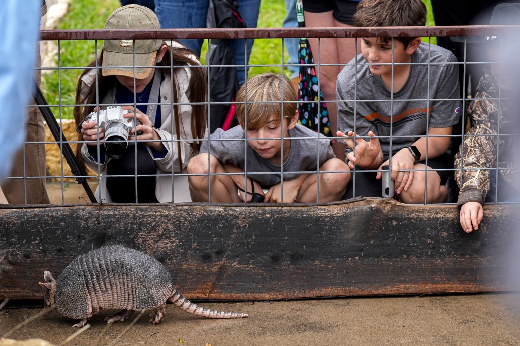 Spectators watch Bee Cave Bob walk along the walls of the pen after he exited his hole at Armadillo Day 