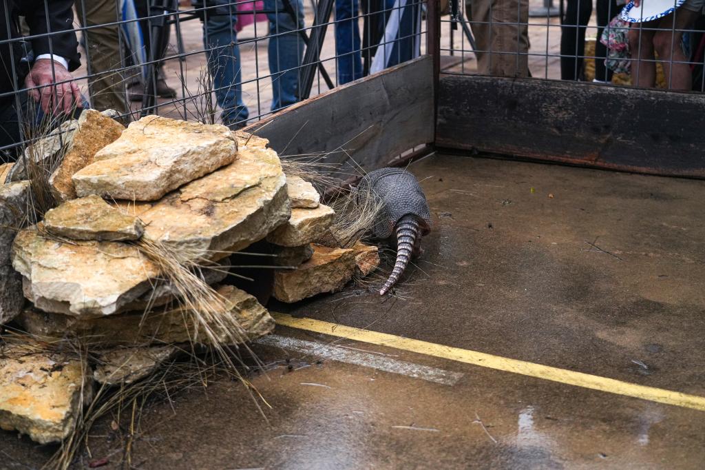 Bee Cave Bob exits his hole at Armadillo Day