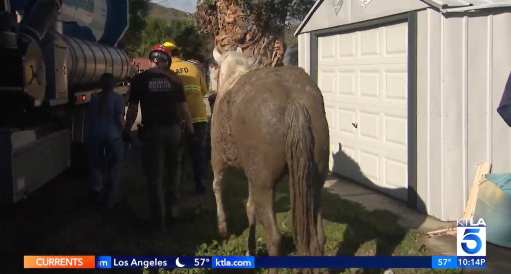 The 20-year-old Paso Fino seen covered in mud following her close call 