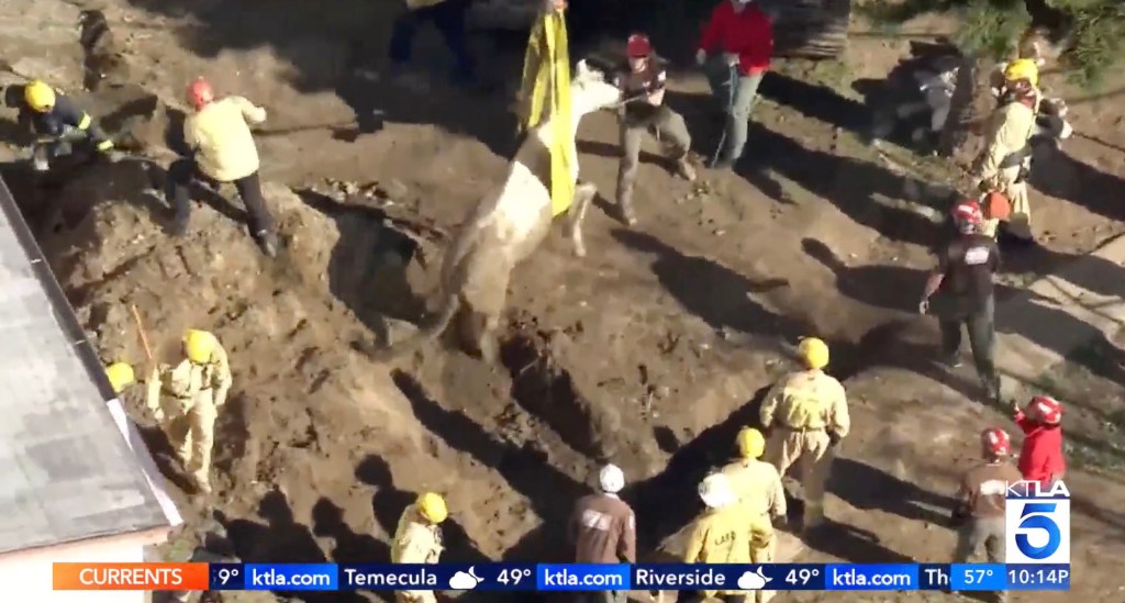 Firefighters were able to get a harness over Lucky and hoist her out of the muddy pit