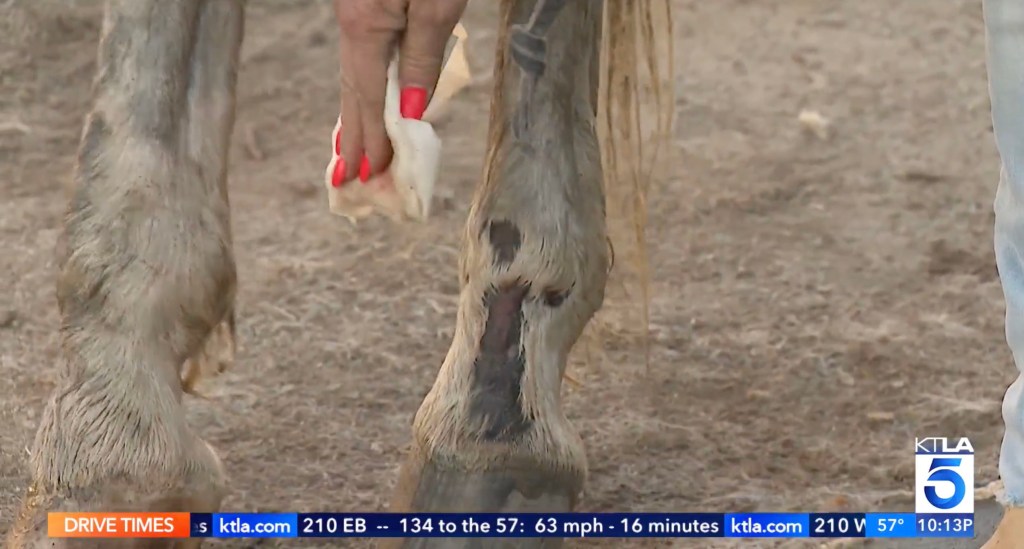 Lucky's owner seen treating a gash on her leg