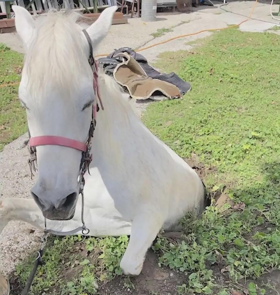 A 1,200-pound horse named Lucky seen stranded in a California sinkhole