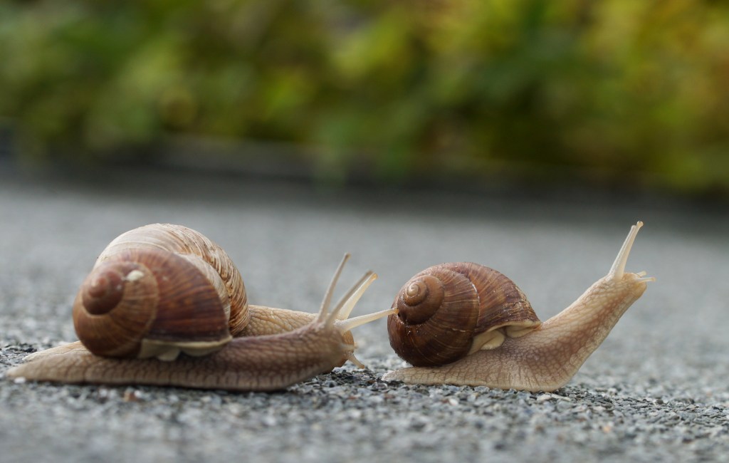 Snail mucus was used in ancient Greece to reduce inflammation and the effects of aging.