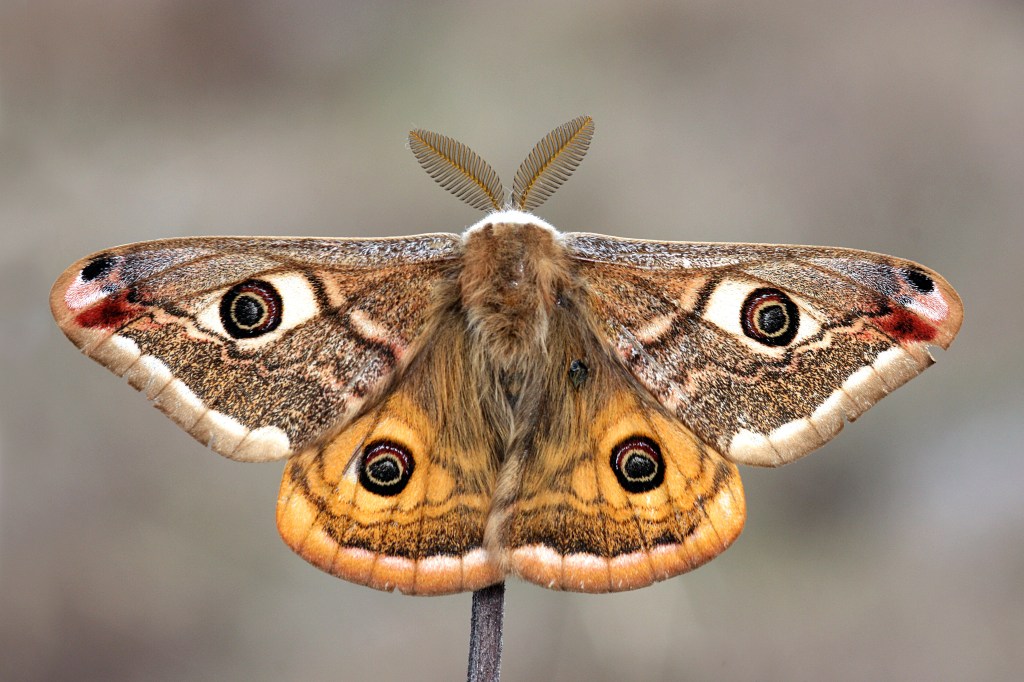 A fluffy moth with its patterned orange wings open.