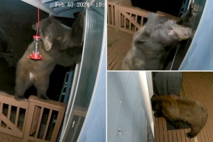 The bear poked its paws through the home's doggie door, video shows.