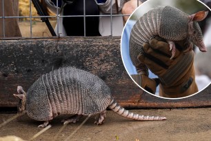 In the spirit of friendly competition, the Texas armadillo, "Bee Cave Bob," is challenging Punxsutawney Phil to see which mascot has the most accurate weather forecast. 