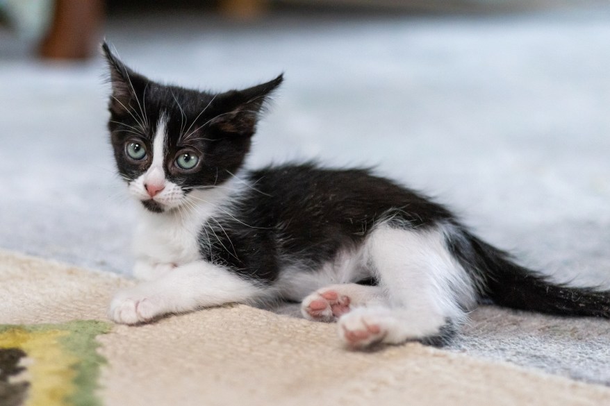 Panda Bear – Felines & Friends New Mexico Santa Fe, NM