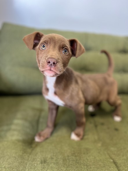 Tyler is a 15 week old Staffordshire Terrier/Labrador mix from Paw Works in Camarillo, CA.