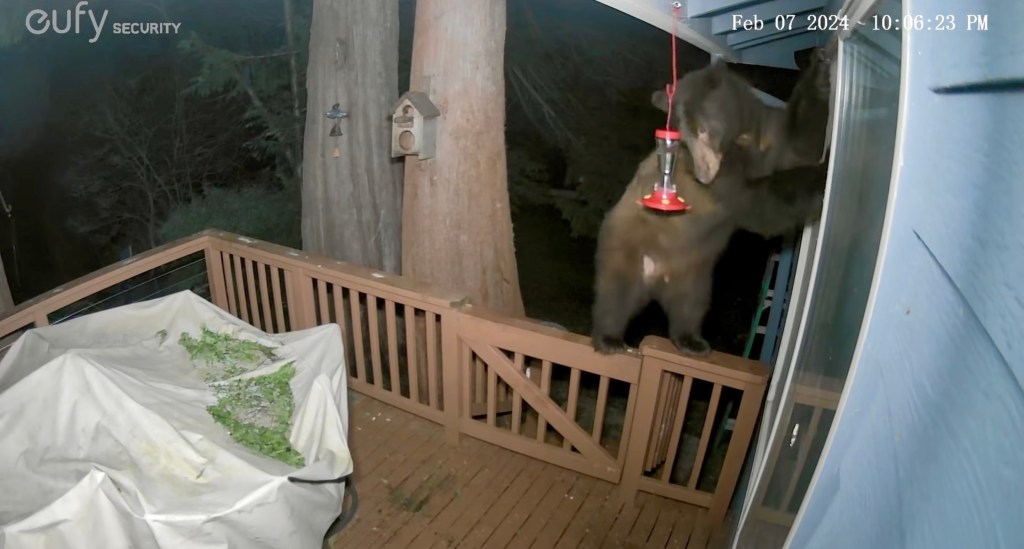 The bear stood up on its hind legs as it climbed onto the porch.