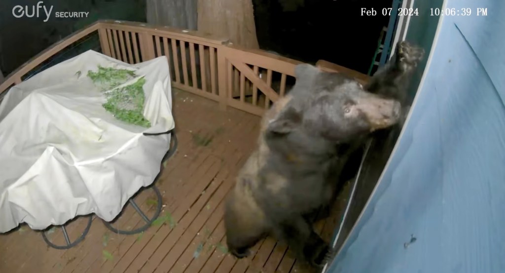 bear looking through window