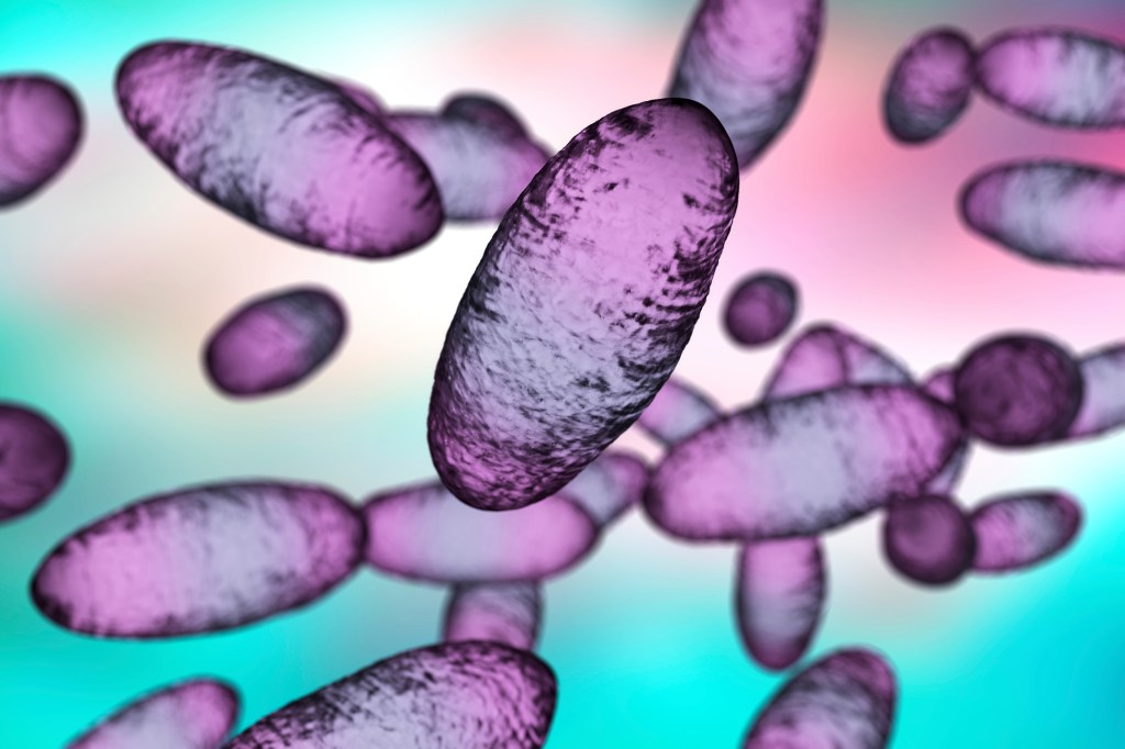 Bubonic plague bacteria Yersinia pestis. 3D illustration shows bipolar staining and ovoid shape of bacteria.