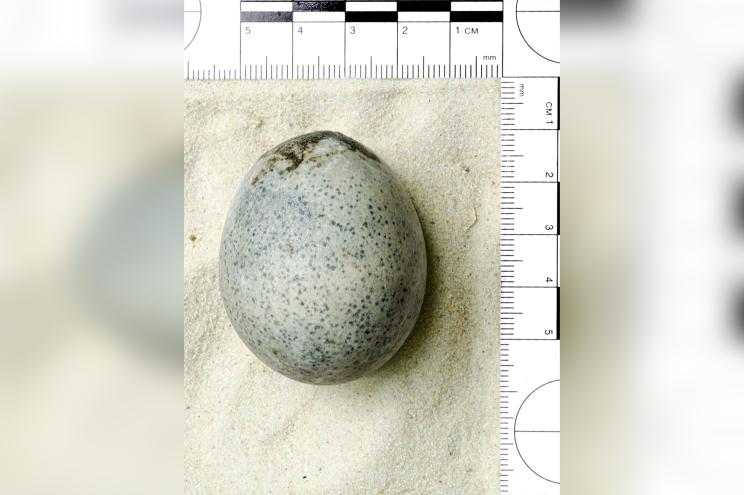 An egg found in England was preserved for more than 1,700 years.