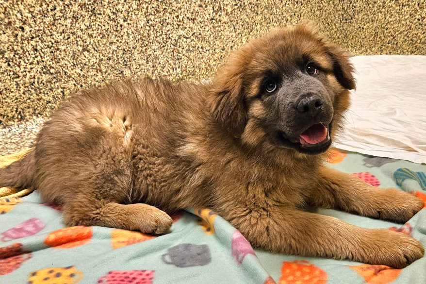 Joey Great Plains SPCA Merriam, KS