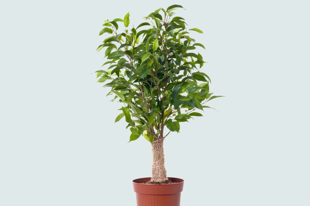 A potted ficus plant with green leaves.