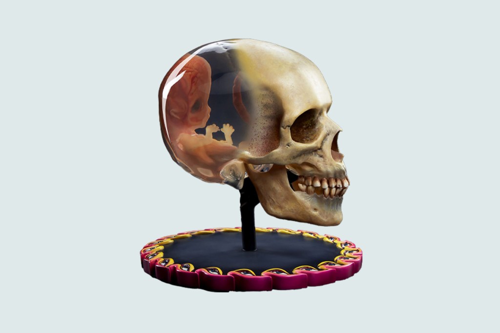 A skull sculpture called "Fetus in Skull" displayed on a stand.