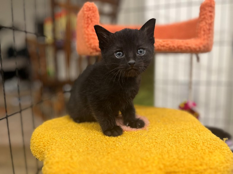 A solid black kitten sitting on a yellow object, named Cupid from Kitty Kat Haven & Rescue in Hoover, AL.