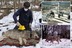 Mutant wolves roaming Chernobyl Exclusion Zone have developed cancer-resilient abilities: study