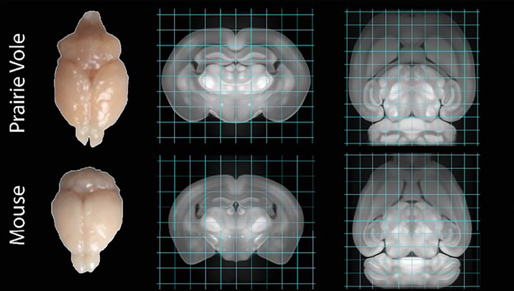 Researchers from the University of Texas at Austin used groundbreaking technology to examine the brain activity of prairie voles — small, monogamous rodents — during and after orgasm. 