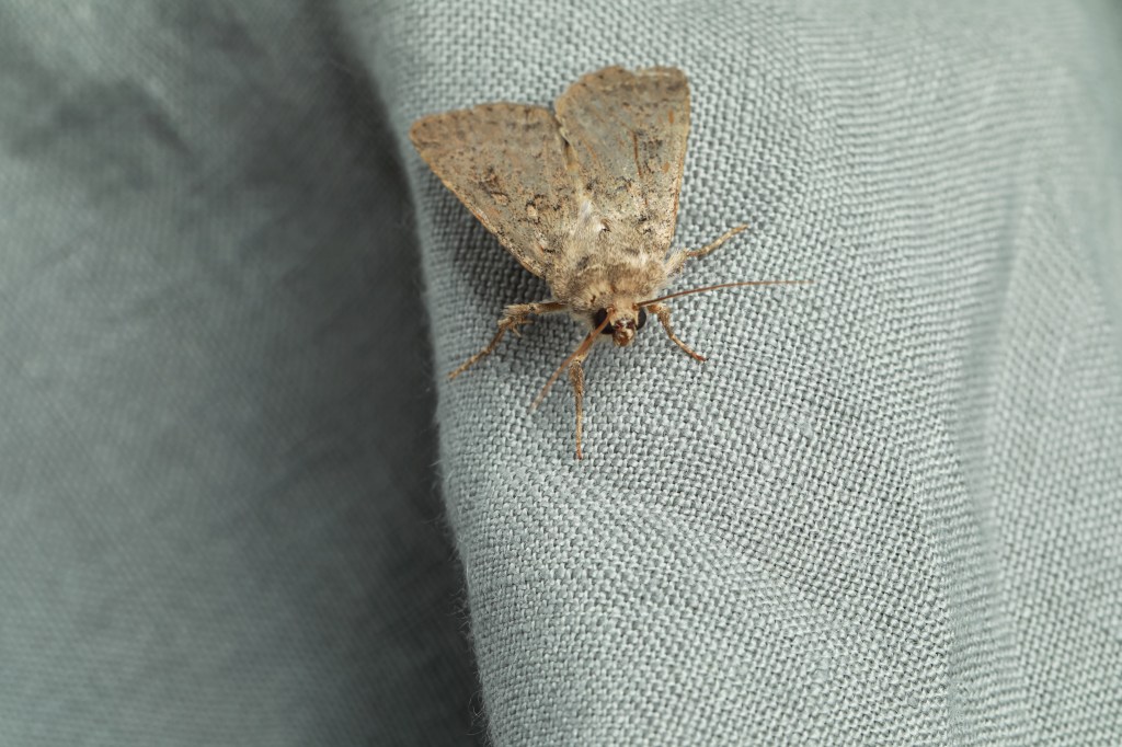 Moth sits on gray woven fabric. 