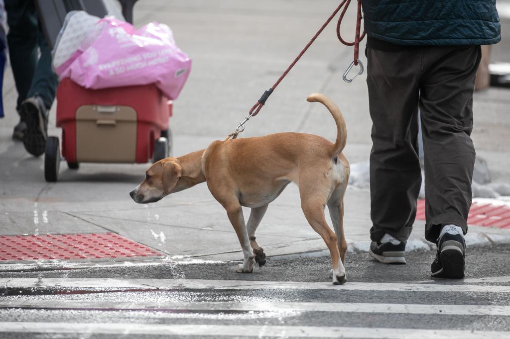 A person walks a dog on the corner of 6th Avenue and Prospect Avenue in Brooklyn, New York City.