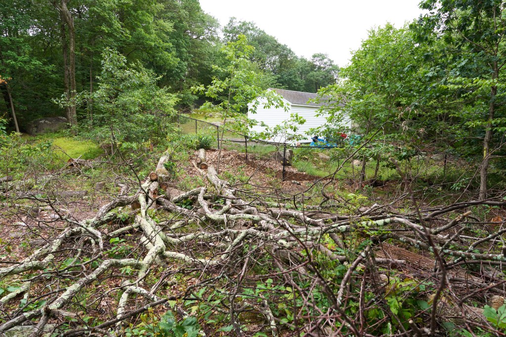 Haber's property showing the opening after a contractor chopped the trees down.