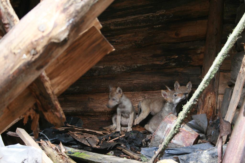 Wolves have continued to breed in the Chernobyl zone, making lair inside abandoned house.