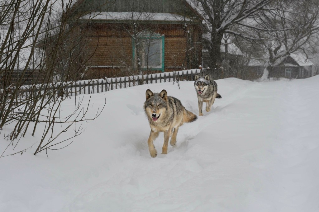 The Chernobyl wolves' immune systems appeared different than normal wolves' -- similar to those of cancer patients going through radiation treatment, the researchers found.