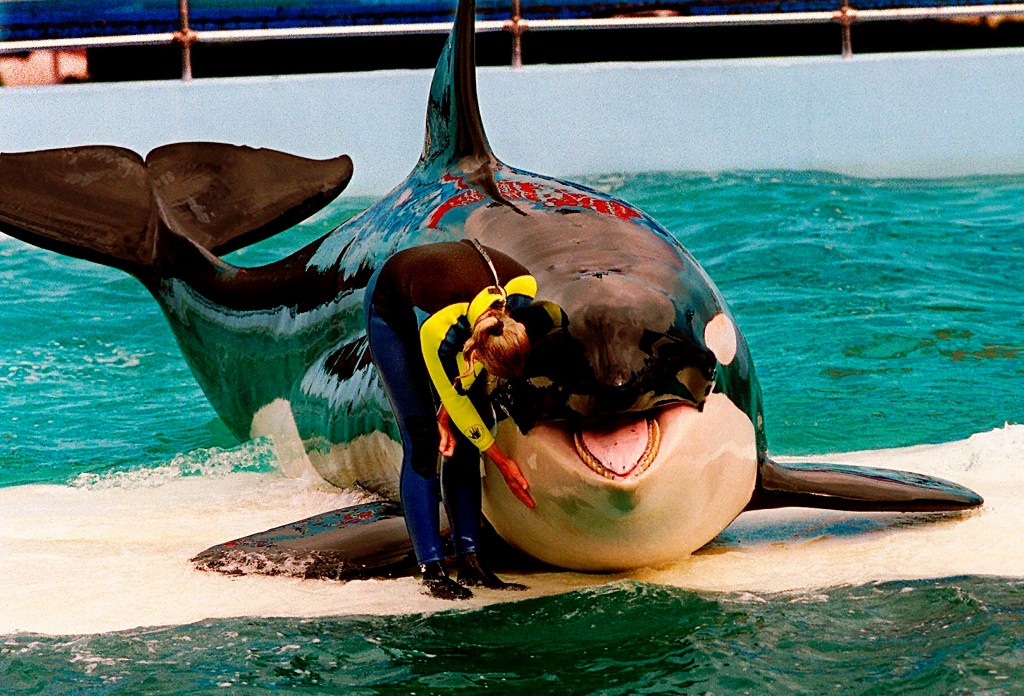 Lolita, also known as Tokitae, or Toki, died Aug. 18, at age 57.