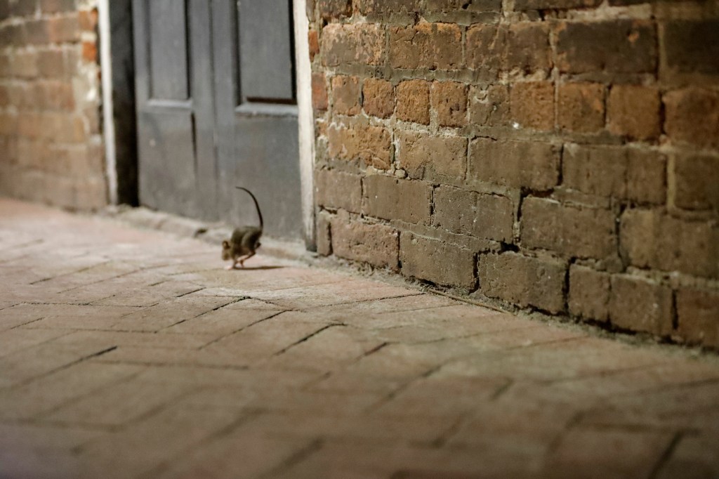 A rat runs down the sidewalk of a deserted Bourbon Street