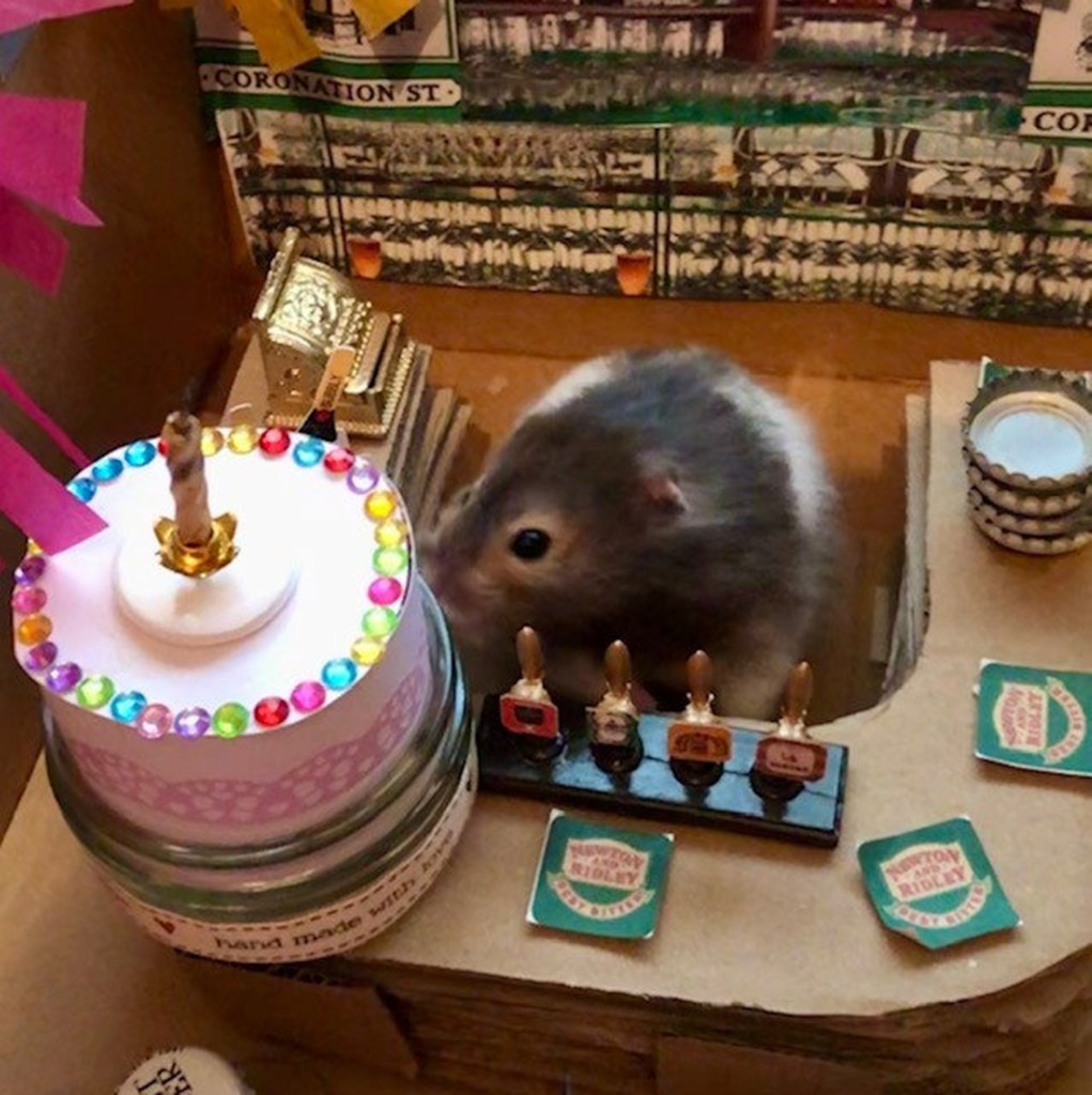 Spud enjoying a fake birthday cake.