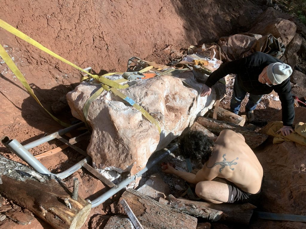 The bone being moved from the site. 