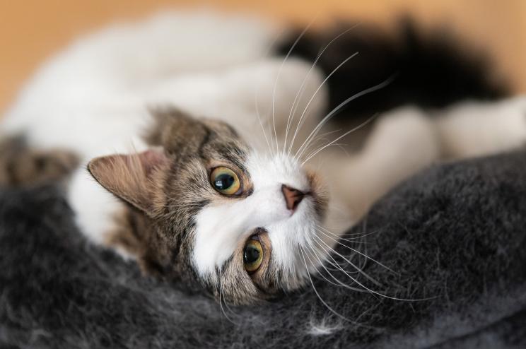 A tomcat lying in a cat scratching post inside a home