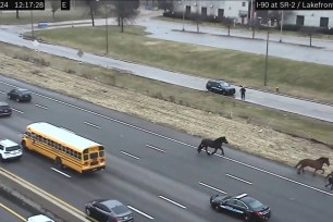 Video shows the police horses running wild down an Ohio highway.