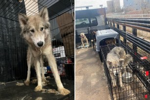 dogs rescued from hoarder's home
