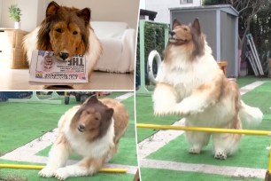 A man from Japan known as Toco the human collie — he shelled out over $14,000 for a realistic dog costume — has set a high bar for his agility after dog trainers trashed his jumping skills to The Post.