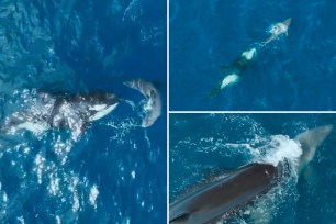 The footage is believed to be the first time a solo orca was filmed killing a great white shark.