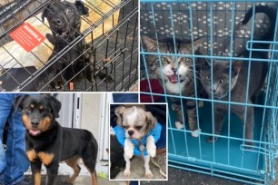 Cory Elder, 43, was nabbed around 6 a.m. Monday when the NYPD searched his home on Beach 44th Street in the Rockaways and found 11 dogs – including at least one German Shepherd – and two cats showing signs of “neglect and malnourishment,” authorities and sources said.
