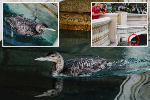 A juvenile yellow-billed loon -- one of the 10 rarest birds in the US -- landed in The Bellagio's fountains on Tuesday, leading the hotel to halt its famous water displays