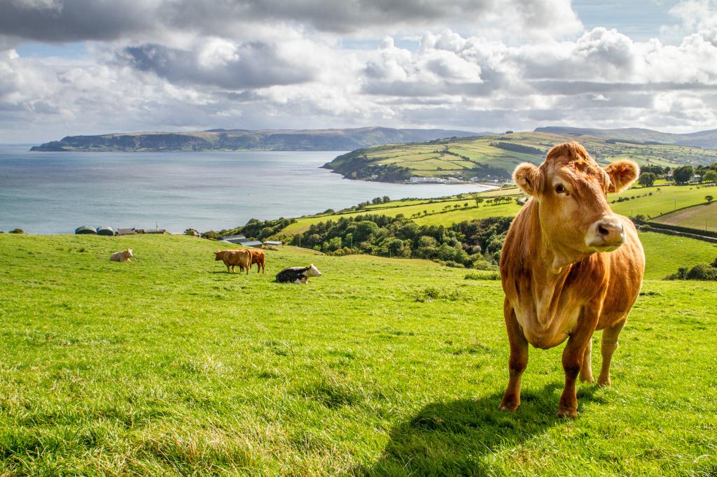 A cow on the coast of Dublin