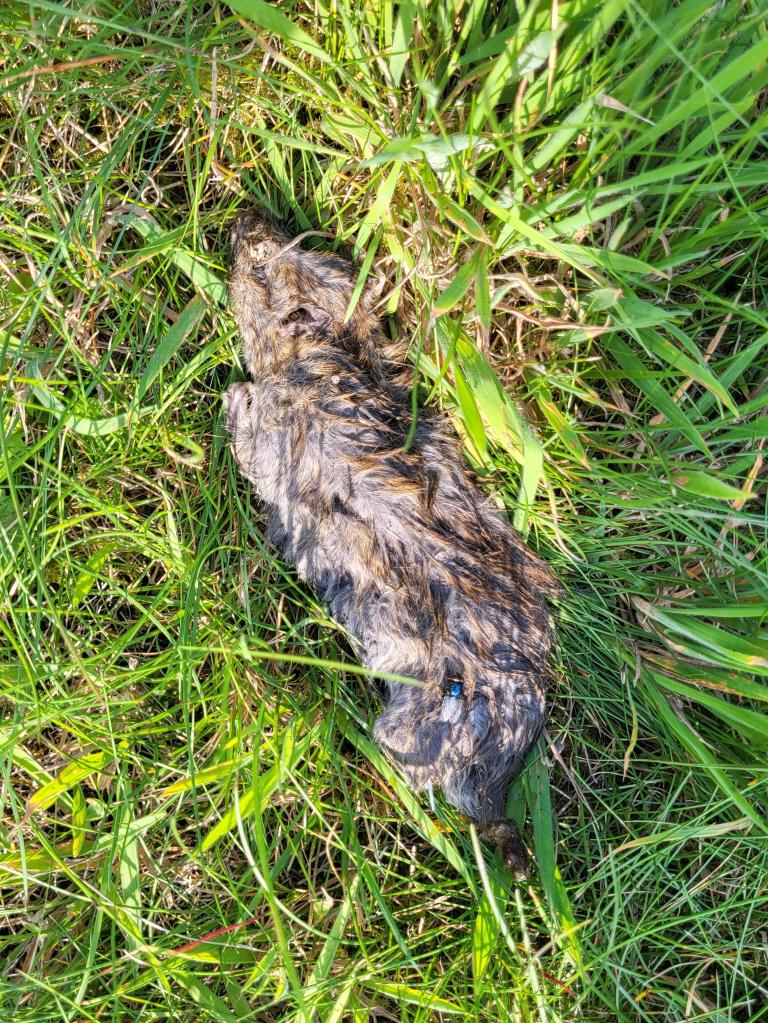 A dead rodent.