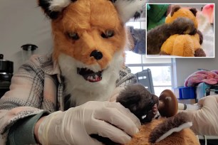 A video from the Richmond Wildlife Center in Virginia shows the organization's director wearing a large red fox mask (center) to feed an orphaned kit from a syringe