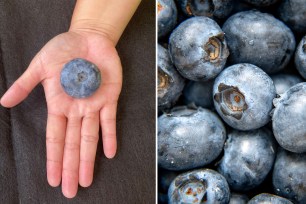 The behemoth blueberry left. Regular blueberries, right.