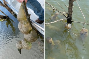 Online denizens were baffled after mysterious blobs were spotted in an Oklahoma pond -- with many comparing them to "alien eggs."